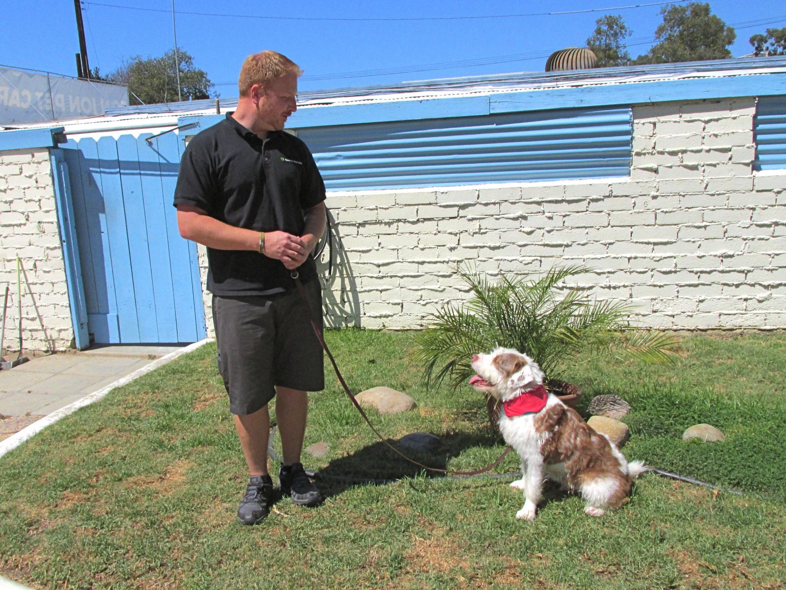 Schubach Aviation-Sponsored Shelter Dog "Charlie" Flies Through First Phase of Basic Obedience Training